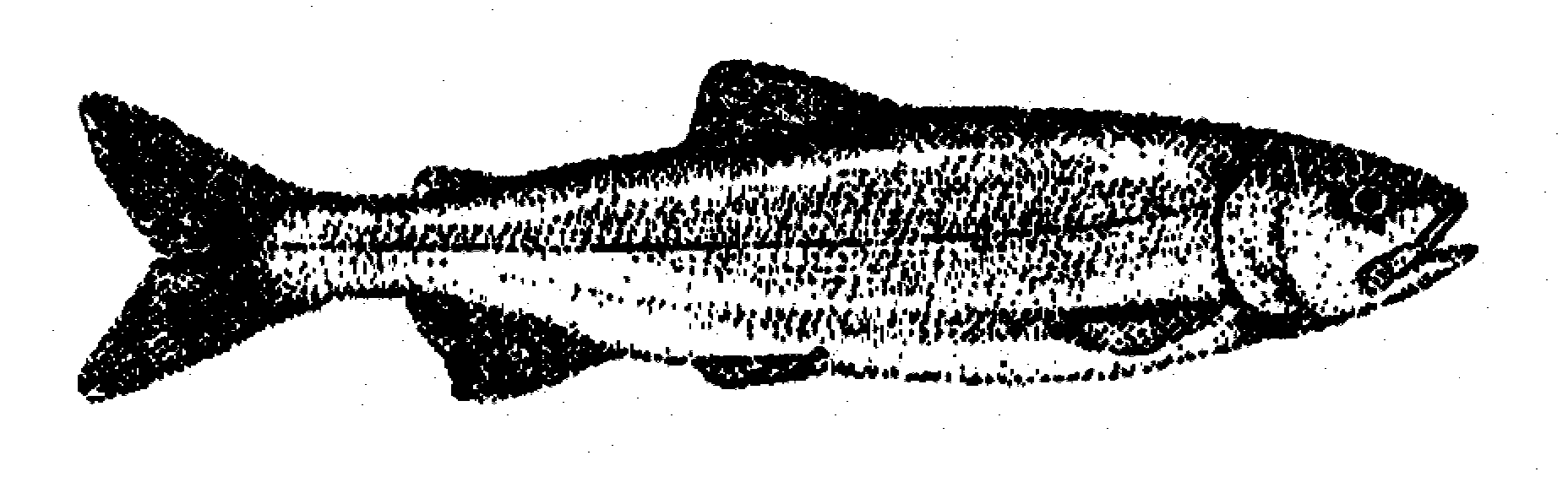 Redfish Logo