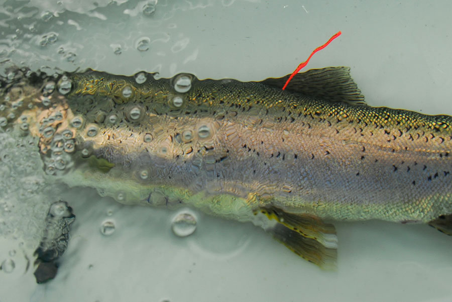 A photograph of a Rainbow Trout recovering post-tagging