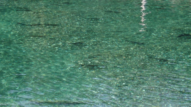 Long-Term Fisheries Stewardship in the Kootenay Basin